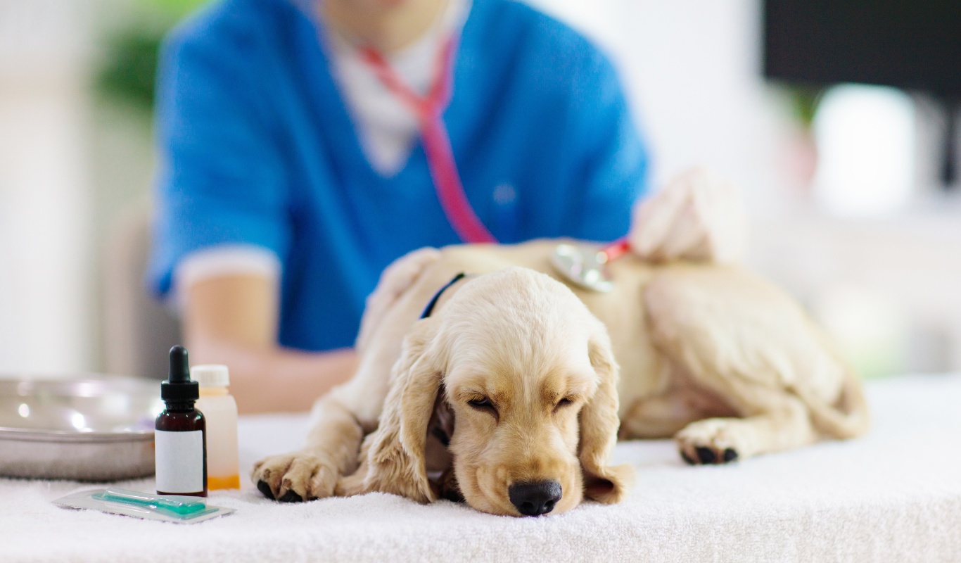 Consulta Veterinaria